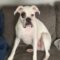 Boxer dog tears cushion for daddy’s attention! Super Cute |