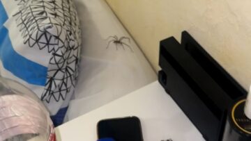 Boy-vs-Spider-The-Ultimate-Showdown-Can-He-Survive-the.jpg