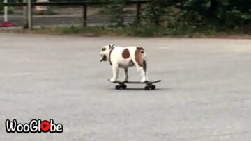 Bulldog-Shreds-Skate-Park-in-Berlin-Adorable-Cute-Skateboarding.jpg