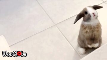 Bunny-Makes-Waves-Adorable-Dolphin-Impressions-Super-Cute.jpg