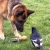 Canine-Chaos-vs-Feathered-Fury-Epic-Tug-of-War-Showdown-Super.jpg