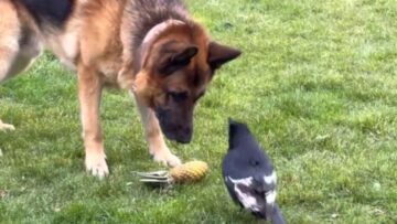 Canine-Chaos-vs-Feathered-Fury-Epic-Tug-of-War-Showdown-Super.jpg