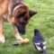 Canine Chaos vs. Feathered Fury: Epic Tug-of-War Showdown! | Super Viral
