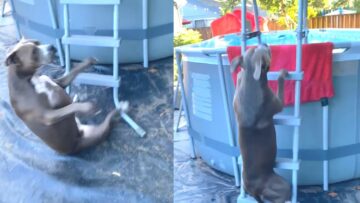 Canine-Pool-Jump-Gone-Wrong-The-Splash-of-Epic-Fails.jpg