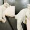 Catchy Title: “Irresistible Cat Put Your Hand Out Challenge | Adorable”