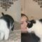 Cat’s Hilarious Reaction to Fake Crying! | Super Cute