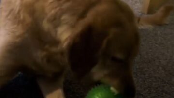 Celebrating-Our-Beloved-Doggos-2nd-Birthday-as-the-True-Star.jpg