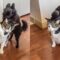 Chill Cat & Hyper Dog’s Adorable Friendship | A Treat to Watch! 🐱🐶 #CutenessOverflow