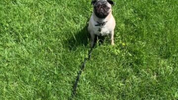 Confident-Pug-runs-confidently-in-the-wrong-direction-Adorable.jpg