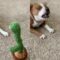 Confused pup meets mimicking cactus toy | Super Cute