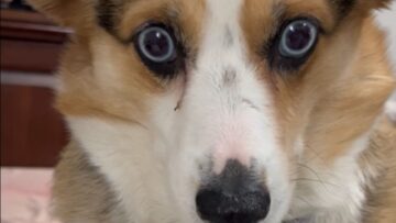 Corgi-goes-crazy-for-Ritz-Cracker-snack-Adorable.jpg