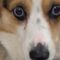 Corgi goes crazy for Ritz Cracker snack | Adorable