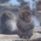 Cuddle Up with a Baby Snow Monkey Enjoying a Warm Soak in a Hot Spring | Heartwarming