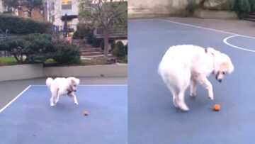 Cute-Dog-Plays-Like-Human-Adorable.jpg