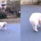 Cute Dog Plays Like Human! | Adorable