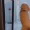 Dad’s car pulls up and this super cute dog can’t contain his excitement! | Adorable