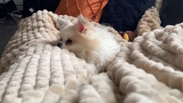 Dance-Monkey-Karaoke-Howling-Dog-Super-Cute.jpg