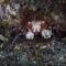 Dazzling Pom-Pom Boxer Crab Dances with Sea Anemones, Stealing Hearts | Heartwarming