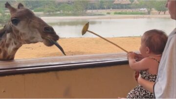 Delighted-baby-girl-feeds-giraffe-at-Safari-World-Bangkok.jpg