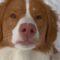 Dog saves photoshoot by chomping on snowflakes! Adorable | Cute