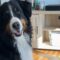 Dog’s Friday Puppachino Treats from Starbucks | Adorable