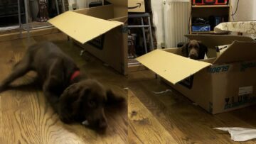 Dogs-Hilarious-Attempt-to-Jump-Over-Box-Epic-Fail.jpg