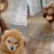 Dogs as Teddy Bear & Lion for Halloween | Adorable