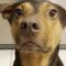 Dog’s heartwarming tricks to delight owner | Super Cute 🐶
