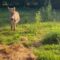 Donkey’s Playful antics with jolly ball | Adorable