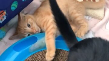 Dramatic-cat-gives-up-hope-with-paw-stuck-in-toy.jpg
