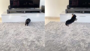 Energetic-Bunny-Jumping-Adorable-Bunny-Hops.jpg
