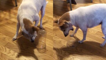 Epic-Doggos-Cup-Challenge-Fail-Will-Leave-You-in-Tears.jpg