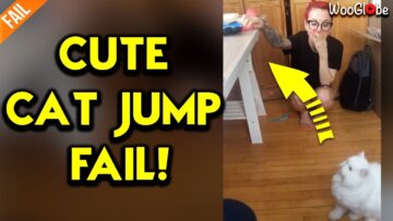 Epic-Persian-Cat-Fail-The-Great-Table-Jump-Gone-Wrong.jpg