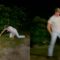 Epic Showdown: Man vs. Raccoon – Who Will Win This Hilarious Bare-Handed Battle? | Try Not to Laugh