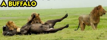 Epic-Showdown-Mighty-Lion-Takes-on-Buffalo-in-Tanzanias-Wild.jpg
