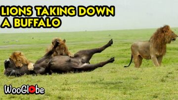 Epic-Showdown-Mighty-Lion-Takes-on-Buffalo-in-Tanzanias-Wild.jpg