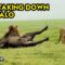 Epic Showdown: Mighty Lion Takes on Buffalo in Tanzania’s Wild! | Most Viral Today