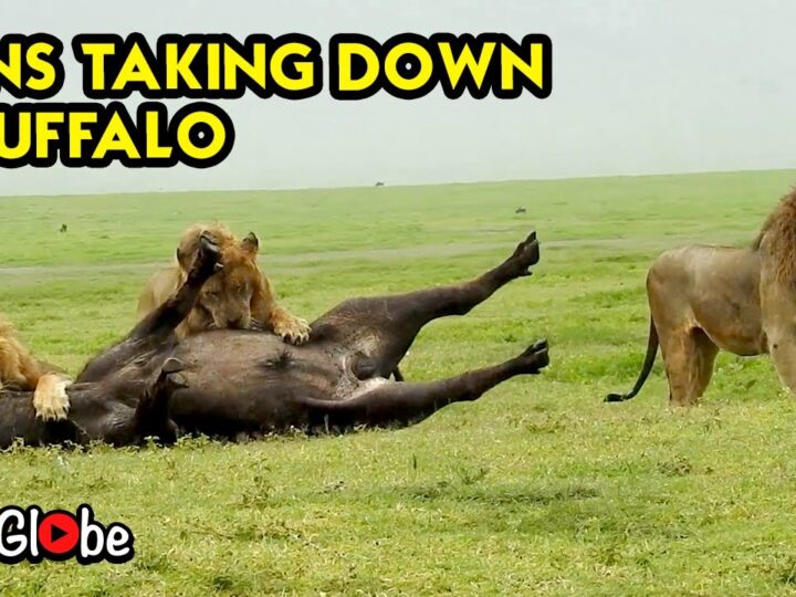 Epic-Showdown-Mighty-Lion-Takes-on-Buffalo-in-Tanzanias-Wild.jpg