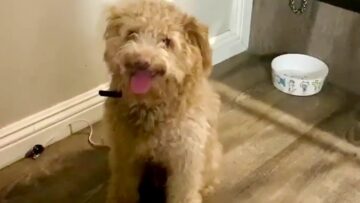 Excited-Pup-Celebrates-Birthday-Adorable.jpg