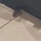 Feline Heroics: Mouse’s Mischief Meets Its Match When the Cat Strikes Back! | Try Not to Laugh