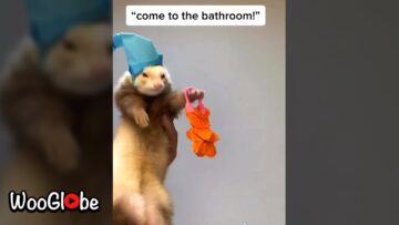 Ferrets-Adorable-Dance-Moves-Win-Hearts-Super-Cute.jpg