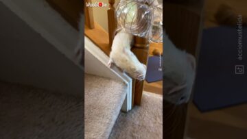 Ferrets-Epic-Tube-Adventure-Exciting-pursuit-through-twists-and.jpg