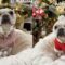 French Bulldog in Santa Suit | Christmas Ready Pup | Adorable