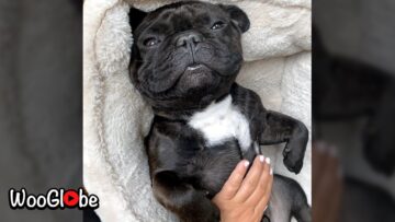 French-Bulldog-snores-like-a-pig-Super-Cute-Adorable.jpg