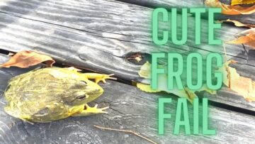 Frogs-Hilarious-Jump-Fail-Adorable.jpg