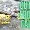 Frog’s Hilarious Jump Fail | Adorable