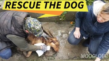 From-Alone-to-Loved-A-Stray-Dogs-Heartwarming-Rescue-Journey.jpg