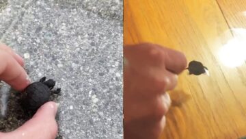 From-Crack-to-Aquatic-Crib-Saving-a-Cute-Little-Turtle.jpg