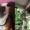 Get Ready to Giggle: Hilarious TikTok Moments That Will Keep You in Stitches! | Try Not to Laugh