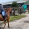 Girl’s Hilarious Backward Ride Ends in a Horse-Sized Surprise! | Try Not to Laugh!